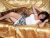 Mersin Mezitli'nin En Güzel Escort Bayanları
